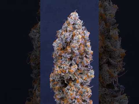 Small Closet Grow 🌱 Full Plant Transformation  #organicgardening