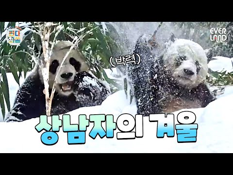 Traits of a Manly man Panda, Le Bao doesn't dodge snowflakes ❄🐼 | #PandaWaSong #194