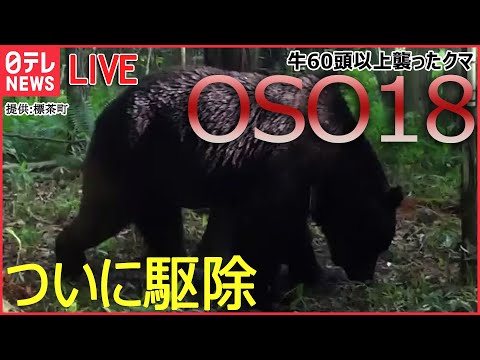 【クマまとめ】北海道・釧路町でクマ「OSO18」駆除　4年前から少なくとも牛66頭襲う / 2階の窓で“中ぶらりん”のクマ…「行くか戻るか」決断は？　アメリカ　など（日テレニュース LIVE）