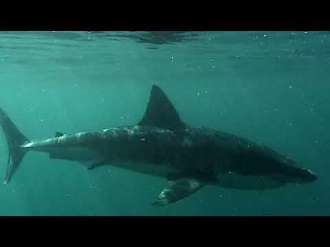 Myths Of The Great White | FULL LENGTH | MagellanTV