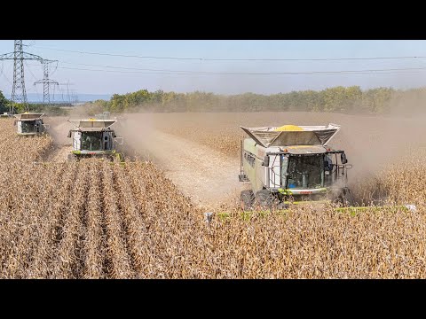 XXL Corn Harvest 2025 5x CLAAS Lexion, 10x John Deere Tractors 3x Claas Arion [Kukorica Aratás 2025]