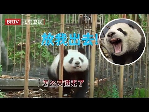 野性十足的大熊猫华妍,竟手撕大铁笼逃跑,多次诱捕都失败了【熊猫奇缘·精编】