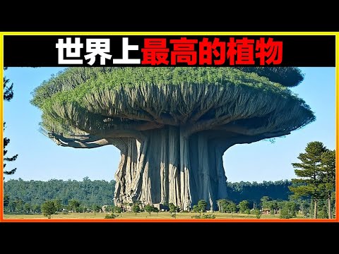 你絕對無法想像，原來世界上居然有這麼高的植物，簡直顛覆三觀！15個世界上最大的非樹類植物，你知道幾個？