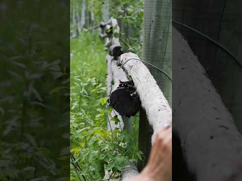 Stop Anxiety &amp; Worry Instantly   #shorts