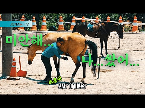 [조남티비ep6]초롱이의 흥분!!!말을 키우면 이런것까지 해야한다... 2