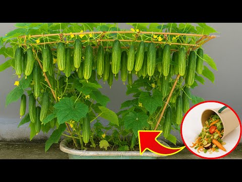 How I Harvested Tons of Cucumbers in Just One Plastic Pot