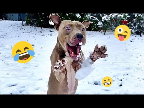 I dare you not to LAUGH at these FUNNY DOGS 😁🦮 - Best Funny Animals Videos 2025 #153
