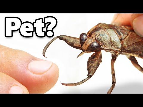 I Got a Pet Toe-Biter (extremely painful)