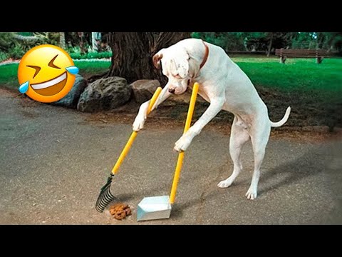 Funniest Cats & Dogs Ever 😹🐶 | Ultimate Funny Pet Compilation