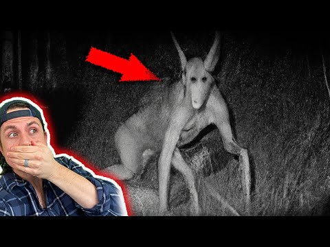 BEWARE of the POPE LICK MONSTER