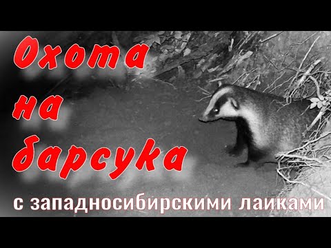A West Siberian Laika dog went mushroom hunting for a badger and found an abandoned hut, a badger...