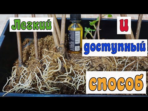 Укоренение черенков винограда. Новый эксперимент . 100% - укоренение .