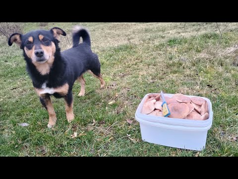 Рядовка ліловонога 🤩❗Можна збирати Мішками😅 я так і зробила🫣,назбирала відерце і пакет😂