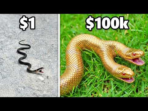 $1 vs. $100k Snake!