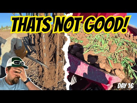 When Potato Harvest Goes WRONG!