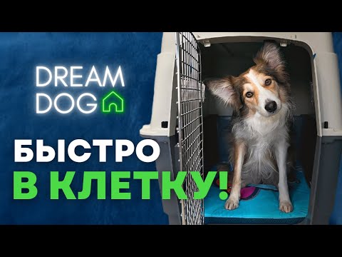 How to Crate Train a Puppy 🐶 Stress-Free and Error-Free Step-by-Step