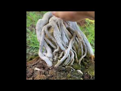 Bonsai Trident￼ Maple, root prune and repotting