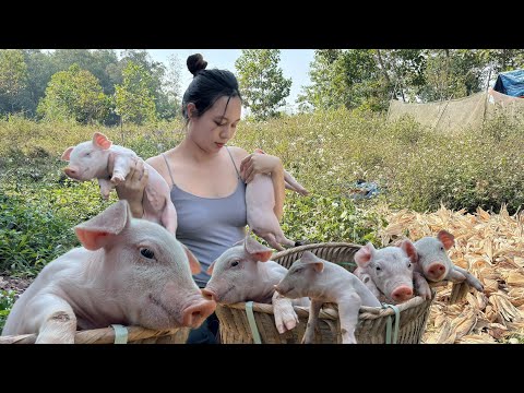 Rural life: Rescuing Piglets Trapped in Traps on The Mountain and Catching Large Crabs in the Fields