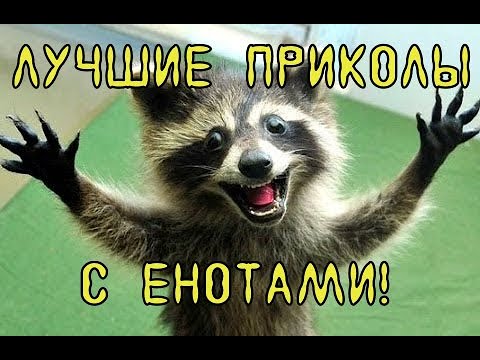 🔥Приколы С ЕНОТАМИ 😂EPIC FAILS #3