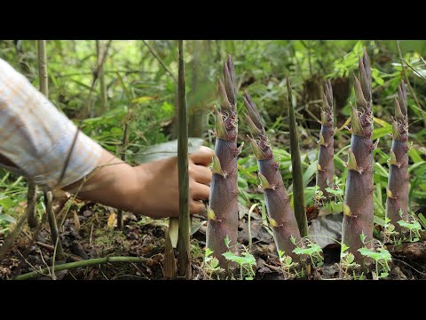 【二米炊烟】Bracken&Bamboo Shoots. 三月的蕨菜，四月的竹筍——大山深處的神奇山珍