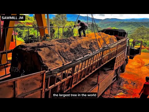 cutting down the world's largest tree