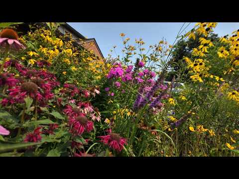 Native plants fill this front yard pollinator garden!