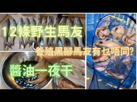 12條野生靚本灣馬友,整到手軟,詳細教你整醬油一夜干,超級好食😍同你對比下黑腳養殖馬友同野生有乜分別👍~香港海鮮~社長遊街市(Hong Kong Seafood Market)