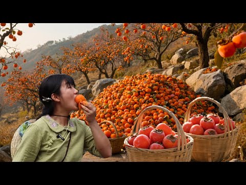 谁见过石头缝里长果树？120 棵柿子树挂满果，可爱叔直接放福利：1 元 1 斤，错过等明年！#新鲜采摘 #生活記錄 #三農 #农村生活