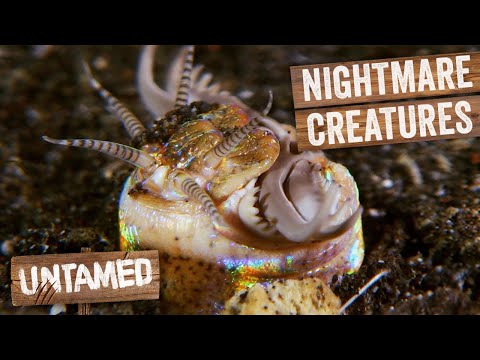 Top 5 Monster Creatures That Will Blow Your Mind | Crazy Monster Diggers