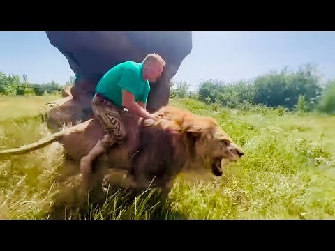 Верхом на РЫЧАЩЕМ ЛЬВЕ Олег Зубков отнимает мясо у белого льва!