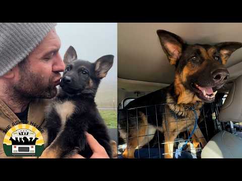 What a rescue day! We came for the puppies but I couldn't leave the mom behind | The Asher House