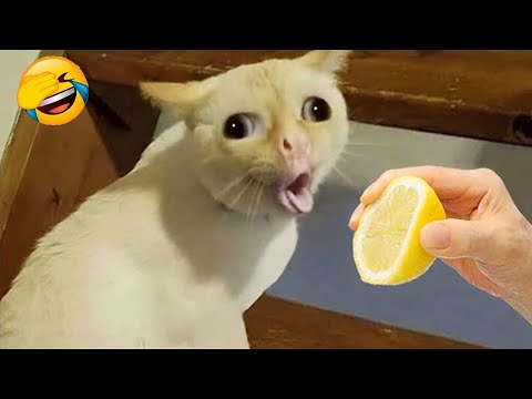 Try Not To Laugh ๐ Best Funny Cats and Dogs Videos 2026 ๐ฝ๐ถ Part 2