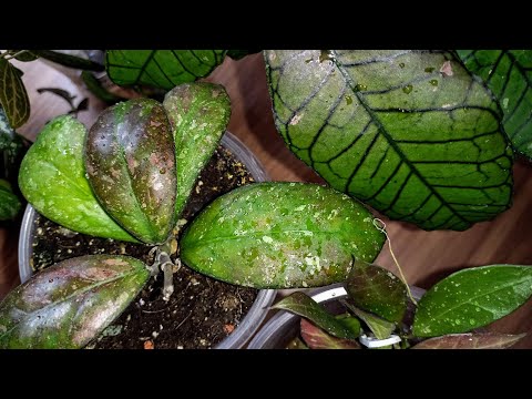 💙💛Хойи, которые загорают при искусственном освещении. Как я укореняю черенки хой.