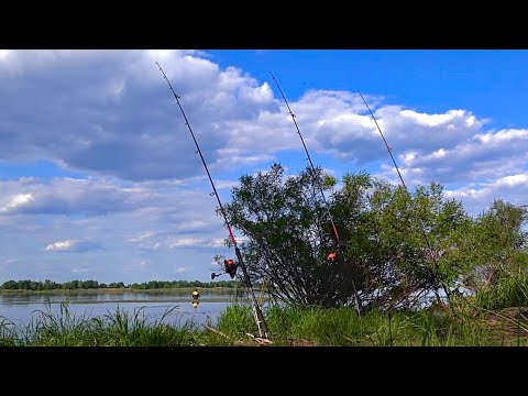 Нарешті пішли соми! Довго за ними полював! Рибалка з ночовкою на сома. Ловля сома на донки і квок!