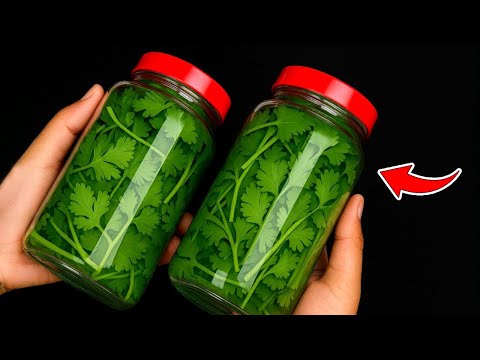 How to Store CILANTRO for 1 Year – Easy Hack Without SPOILAGE|Clever Tricks