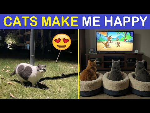 ‘Cats Make Me Happy’: Cat Memes To Make You Smile And Laugh | Happy And Fun