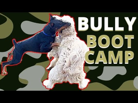 Bully gets humbled by Prince - Will he change forever?