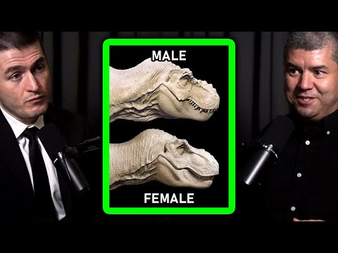 Male vs female dinosaurs | Dave Hone and Lex Fridman