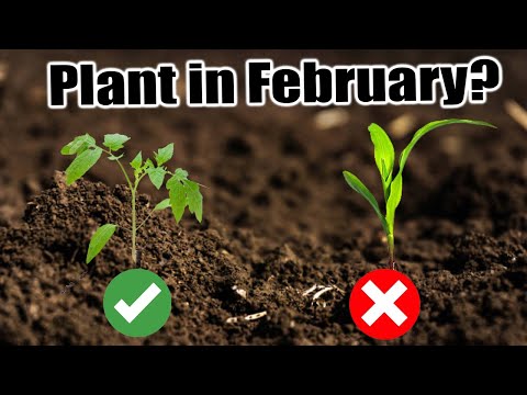 24 Vegetables to Plant in February Indoors & Outdoors