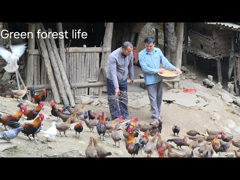 Robert sold chickens, sold pomelos, and continued building the pigsty. Green forest life 