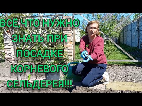 КОРНЕВОЙ СЕЛЬДЕРЕЙ.Маленькие хитрости большого урожая #корневойсельдерей#выращиваниесельдерея#селера