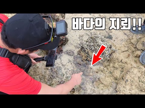 바닷가에서 이거 밟으면 진짜 죽을 수도있습니다!! 알고도 당할수밖에 없는 무시무시한 존재 ㄷㄷ