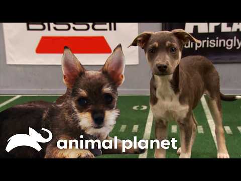 Smallest Puppy Players Ever | Puppy Bowl | Animal Planet