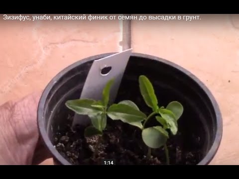 Ziziphus, jujube, Chinese date from seeds to planting in the ground.