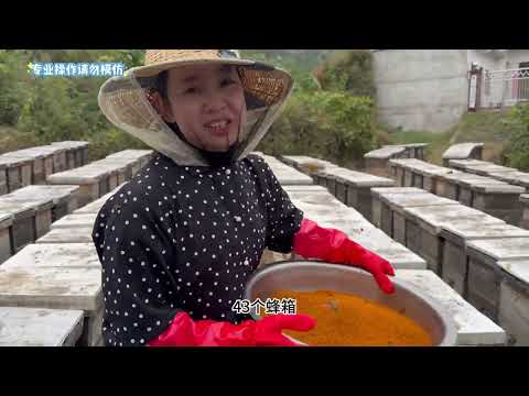 蜜蜂采蜜都见过但99的人没见过采这个比蜂蜜还要好几十倍 茶花粉 小汤蜂蜜 养蜂人 蜜蜂 迁徙