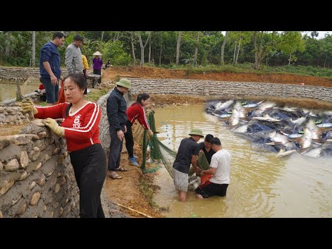 New project with the neighbor's pond - Build a stone wall 130m around the pond / Harvesting fish