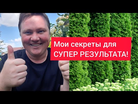 Saving conifers after winter//The best recipe!!!