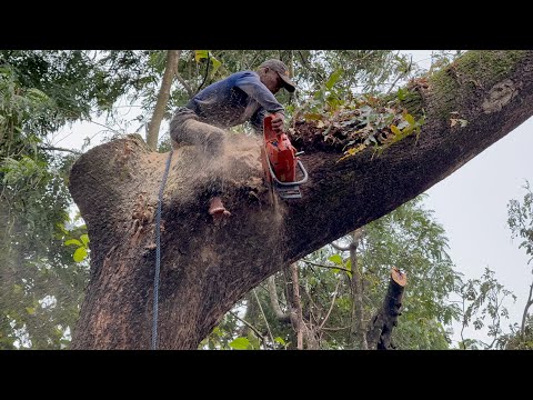 Disarrayed... The felling of a big tree above the village house‼️