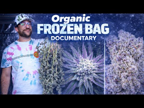 ORGANIC FROZEN BAG | A START TO FINISH CANNABIS GROW DOCUMENTARY