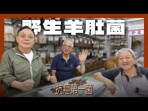 中藥篇 80｜野生羊肚菌｜抗癌第一菌